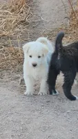 McNabsky F white, a female Siberian Husky and McNab Shepherd for sale in Maricopa, AZ – 3 of 6