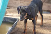 Milhouse, a male Doberman Pinscher for sale in Maricopa, AZ – 2 of 10