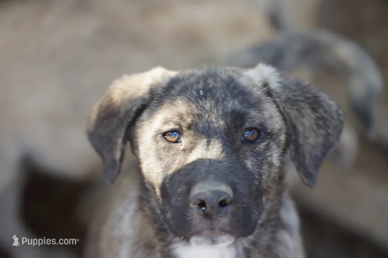Bansky Silver Brindle – Siberian Husky, American Mastiff puppy for sale in Maricopa, AZ