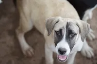 Bansky (B1), a female Siberian Husky and American Mastiff for sale in Maricopa, AZ – 4 of 10