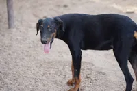 Dobie (Milhouse), a male Doberman Pinscher for sale in Maricopa, AZ – 6 of 10