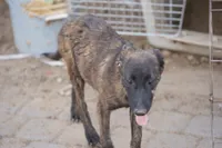 Dutch (Stella), a female Dutch Shepherd for sale in Maricopa, AZ – 3 of 10