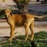 Doberdane M sable, a male Doberman Pinscher and Great Dane for sale in Maricopa, AZ – Photo 8 of 10