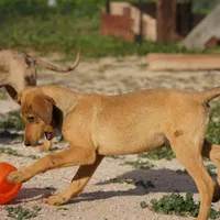 Doberdane M sable, a male Doberman Pinscher and Great Dane for sale in Maricopa, AZ – Photo 9 of 10