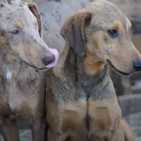 Doberdane M sable, a male Doberman Pinscher and Great Dane for sale in Maricopa, AZ – Photo 2 of 10