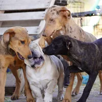 Doberdane M sable, a male Doberman Pinscher and Great Dane for sale in Maricopa, AZ – Photo 4 of 10