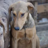 Doberdane M sable, a male Doberman Pinscher and Great Dane for sale in Maricopa, AZ – Photo 5 of 10