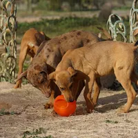 Doberdane M sable, a male Doberman Pinscher and Great Dane for sale in Maricopa, AZ – Photo 10 of 10