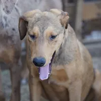 Doberdane M sable, a male Doberman Pinscher and Great Dane for sale in Maricopa, AZ – Photo 1 of 10