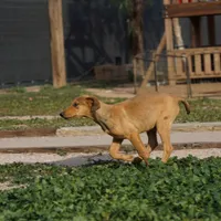 Doberdane M sable, a male Doberman Pinscher and Great Dane for sale in Maricopa, AZ – Photo 7 of 10