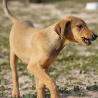 Doberdane M sable, a male Doberman Pinscher and Great Dane for sale in Maricopa, AZ – Photo 6 of 10
