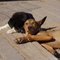 Doberdane M sable, a male Doberman Pinscher and Great Dane for sale in Maricopa, AZ – Photo 3 of 10