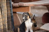 Doberdane Tri-color F, a female Doberman Pinscher and Great Dane for sale in Maricopa, AZ – 5 of 10