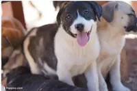 Bansky (Pinto), a female Siberian Husky and American Mastiff for sale in Maricopa, AZ – 5 of 7