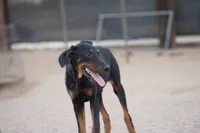Dobie (Milhouse), a male Doberman Pinscher for sale in Maricopa, AZ – 7 of 10