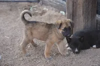 McNabsky M sable, a male Siberian Husky and McNab Shepherd for sale in Maricopa, AZ – 2 of 10