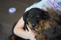 Vermithor, a male Rottweiler for sale in Maricopa, AZ – 7 of 10