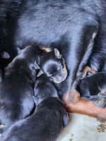 Rott F1, a female Rottweiler for sale in Maricopa, AZ – 2 of 7