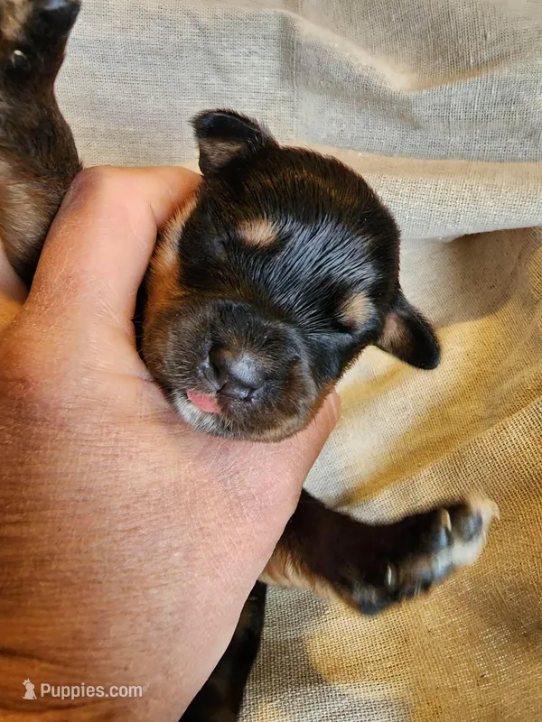 Rott F1 – Rottweiler puppy for sale in Maricopa, AZ