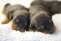Rott F1, a female Rottweiler for sale in Maricopa, AZ – 5 of 7