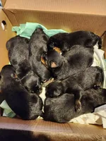 Rott F1, a female Rottweiler for sale in Maricopa, AZ – 3 of 7