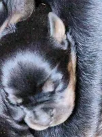 Rott F1, a female Rottweiler for sale in Maricopa, AZ – 4 of 7