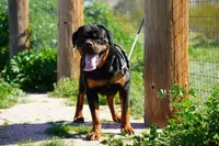 Rott F1, a female Rottweiler for sale in Maricopa, AZ – 6 of 7