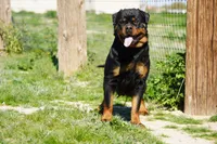 Rott F1, a female Rottweiler for sale in Maricopa, AZ – 7 of 7
