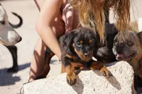 Rott (Chanel M), a male Rottweiler for sale in Maricopa, AZ – 9 of 10
