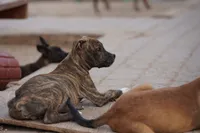 Midnight Brindle M, a male American Mastiff for sale in Maricopa, AZ – 6 of 10
