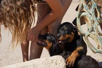 Vermithor, a male Rottweiler for sale in Maricopa, AZ – 4 of 8