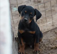 Rott (GenM1), a male Rottweiler for sale in Maricopa, AZ – 2 of 7