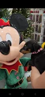 Akira Blk F, a female Doberman Pinscher for sale in Maricopa, AZ – 3 of 10