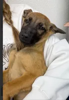 Malinois M, a male Belgian Malinois for sale in Maricopa, AZ – 2 of 10