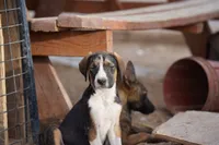 Doberdane Tri-color F, a female Doberman Pinscher and Great Dane for sale in Maricopa, AZ – 2 of 10