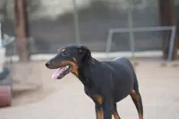 Dobie (Milhouse), a male Doberman Pinscher for sale in Maricopa, AZ – 8 of 10