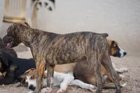 Bandogge (BrindM), a male American Mastiff for sale in Maricopa, AZ – 8 of 10