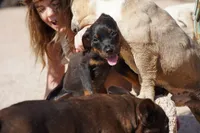 Rott (GenM1), a male Rottweiler for sale in Maricopa, AZ – 3 of 7