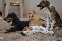 Doberdane Blk/Rst F, a female Doberman Pinscher and Great Dane for sale in Maricopa, AZ – 9 of 10