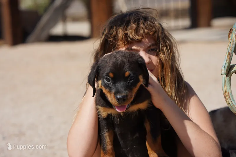 Meleys – Rottweiler puppy for sale in Maricopa, AZ