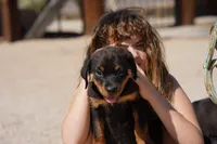 Meleys, a female Rottweiler for sale in Maricopa, AZ – 1 of 6