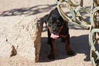 Rott (GenM2), a male Rottweiler for sale in Maricopa, AZ – 2 of 9