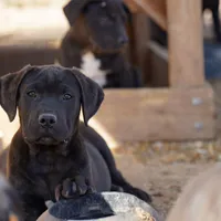 Ebony M, a male American Mastiff for sale in Maricopa, AZ – Photo 4 of 9