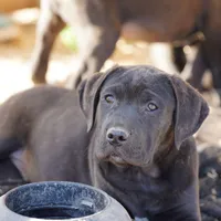 Ebony M, a male American Mastiff for sale in Maricopa, AZ – Photo 7 of 9
