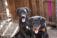 Ebony M, a male American Mastiff for sale in Maricopa, AZ – 5 of 7