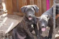 Ebony M, a male American Mastiff for sale in Maricopa, AZ – 2 of 7