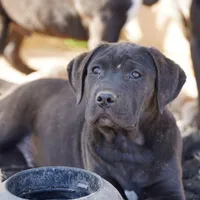 Ebony M, a male American Mastiff for sale in Maricopa, AZ – Photo 1 of 9