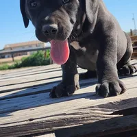 Ebony M, a male American Mastiff for sale in Maricopa, AZ – Photo 9 of 9