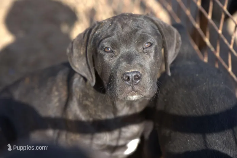 Ebony M – American Mastiff puppy for sale in Maricopa, AZ