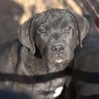 Ebony M, a male American Mastiff for sale in Maricopa, AZ – Photo 3 of 9